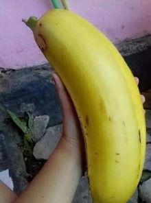 国产对白大香蕉,揭秘国产影视作品的魅力与影响力